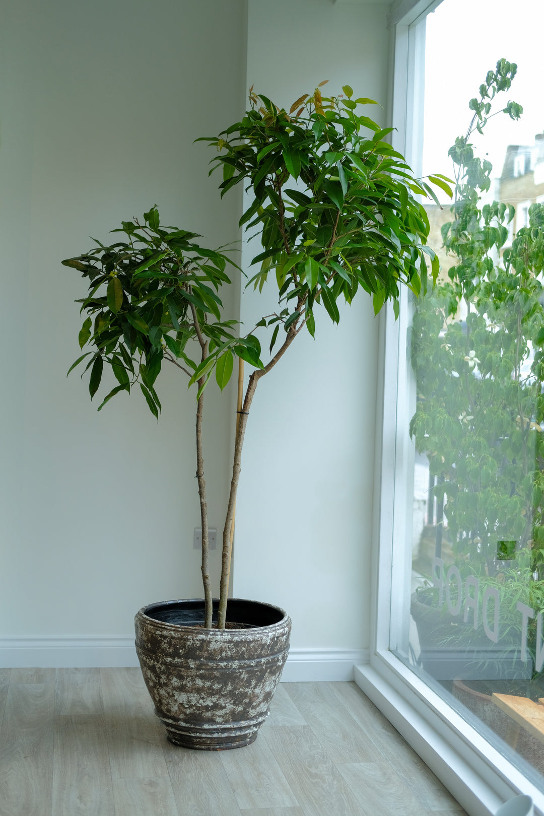 Unique Amstel King fig at the Plant Drop showroom
