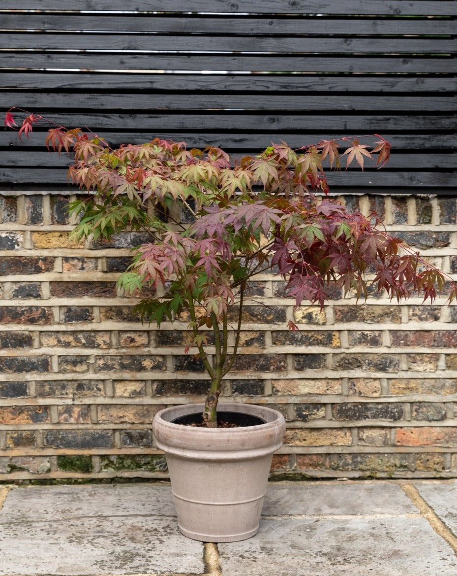 Terrace & Balcony Plants