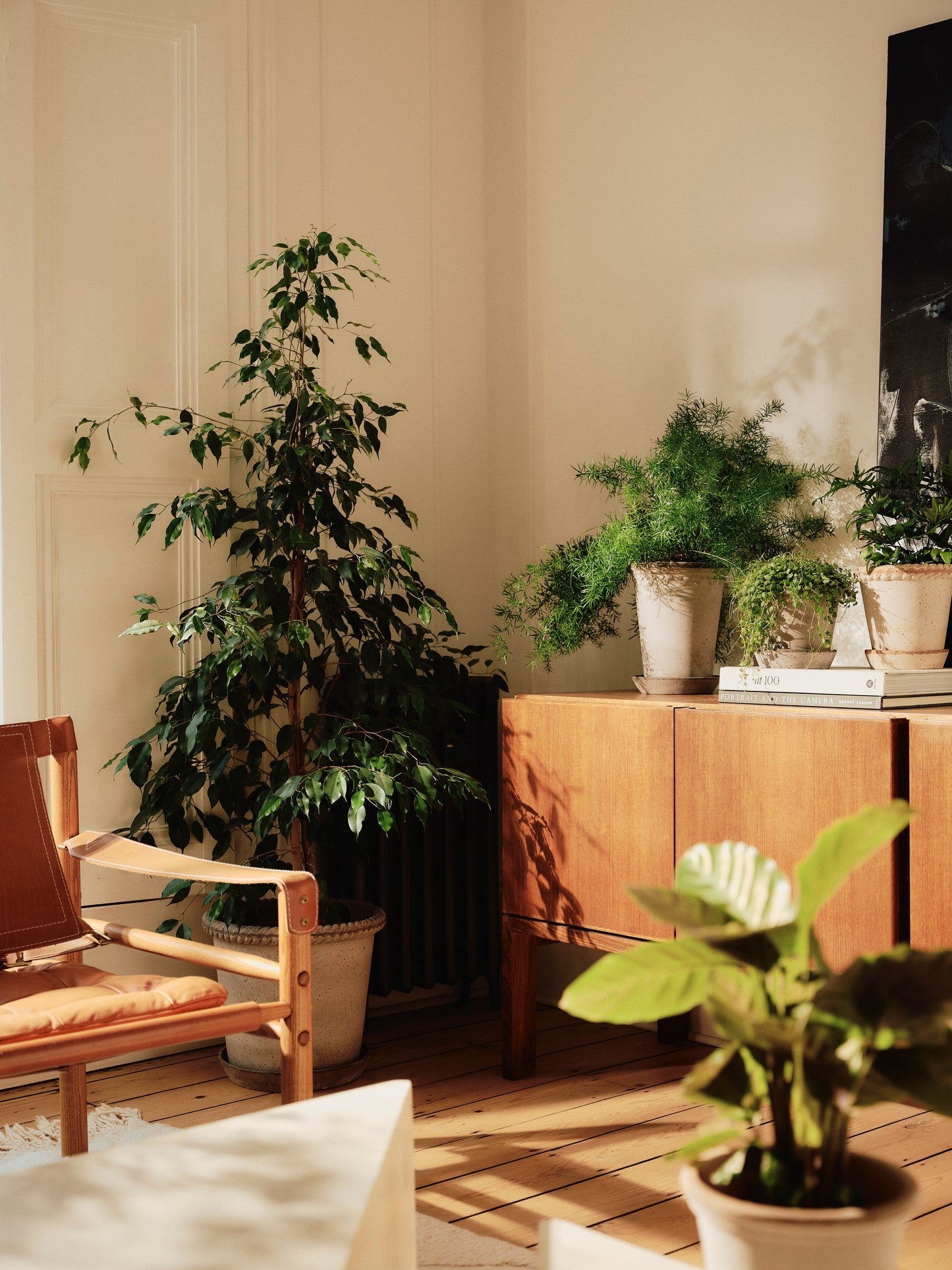 Indoor Plants