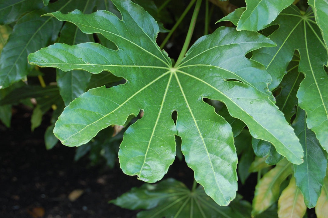 Evergreen | Plant Drop