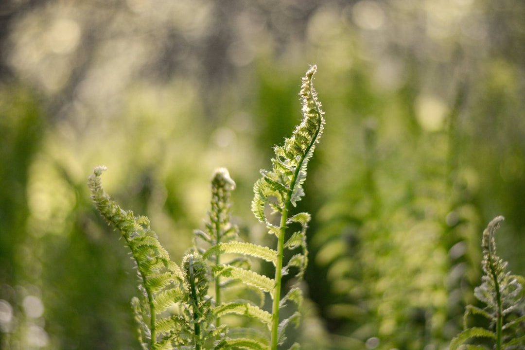 Ferns & Palms | Plant Drop