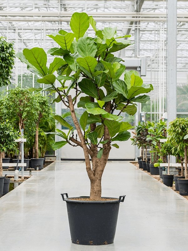 Fiddle-Leaf Fig | Plant Drop