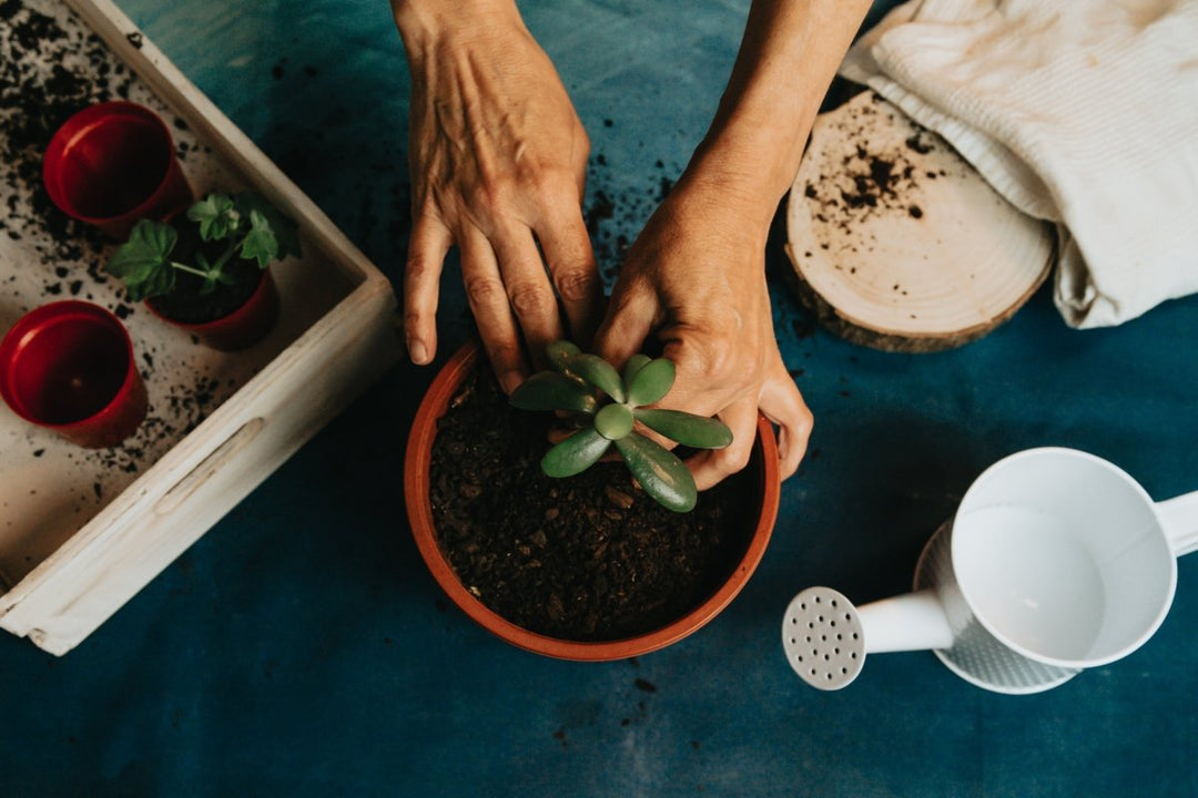 Growing | Plant Drop