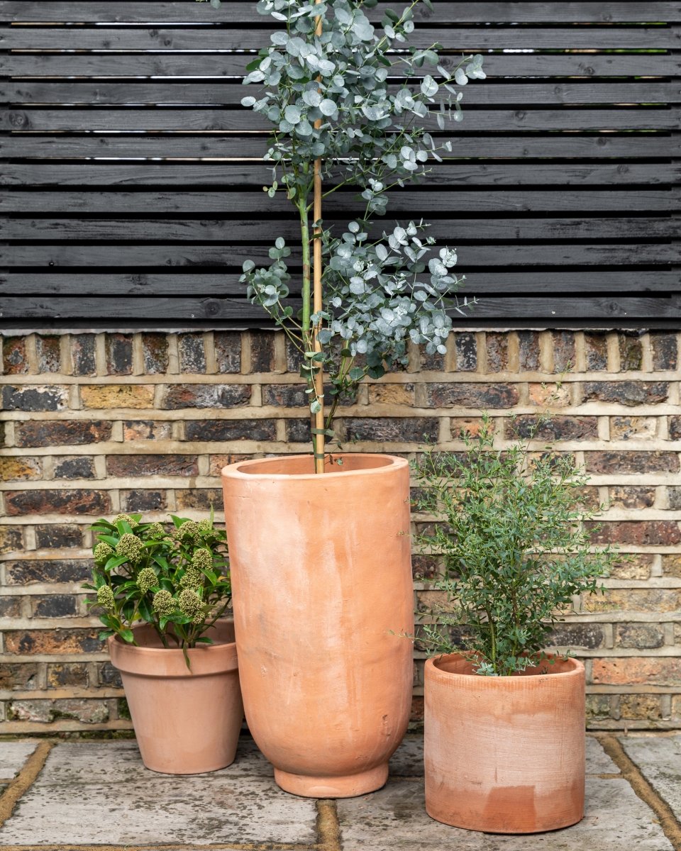 Happy in Pots | Plant Drop