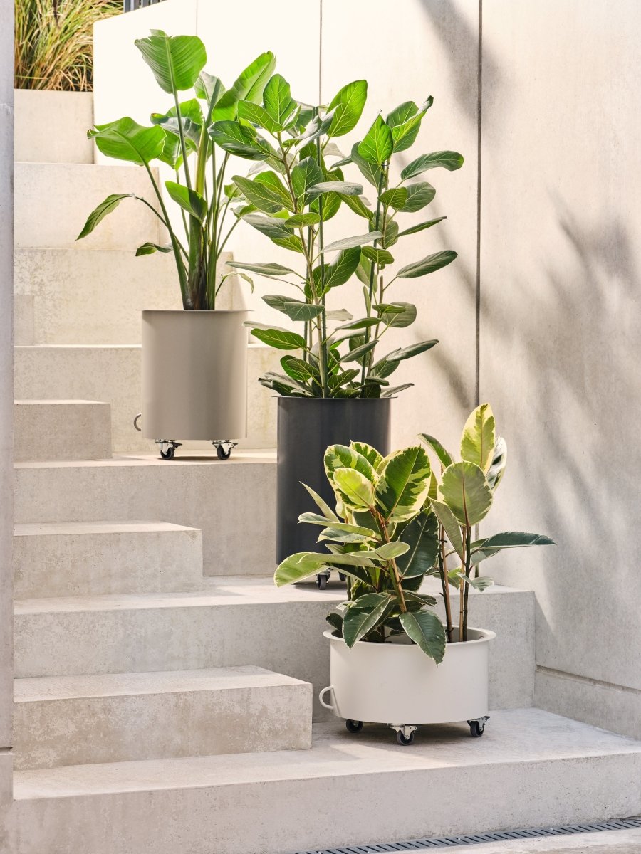 Jennifer Newman Studio | Plant Drop