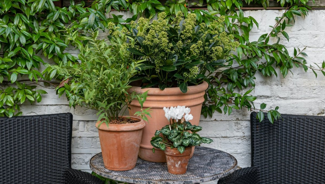 Outdoor Plant Sizes | Plant Drop