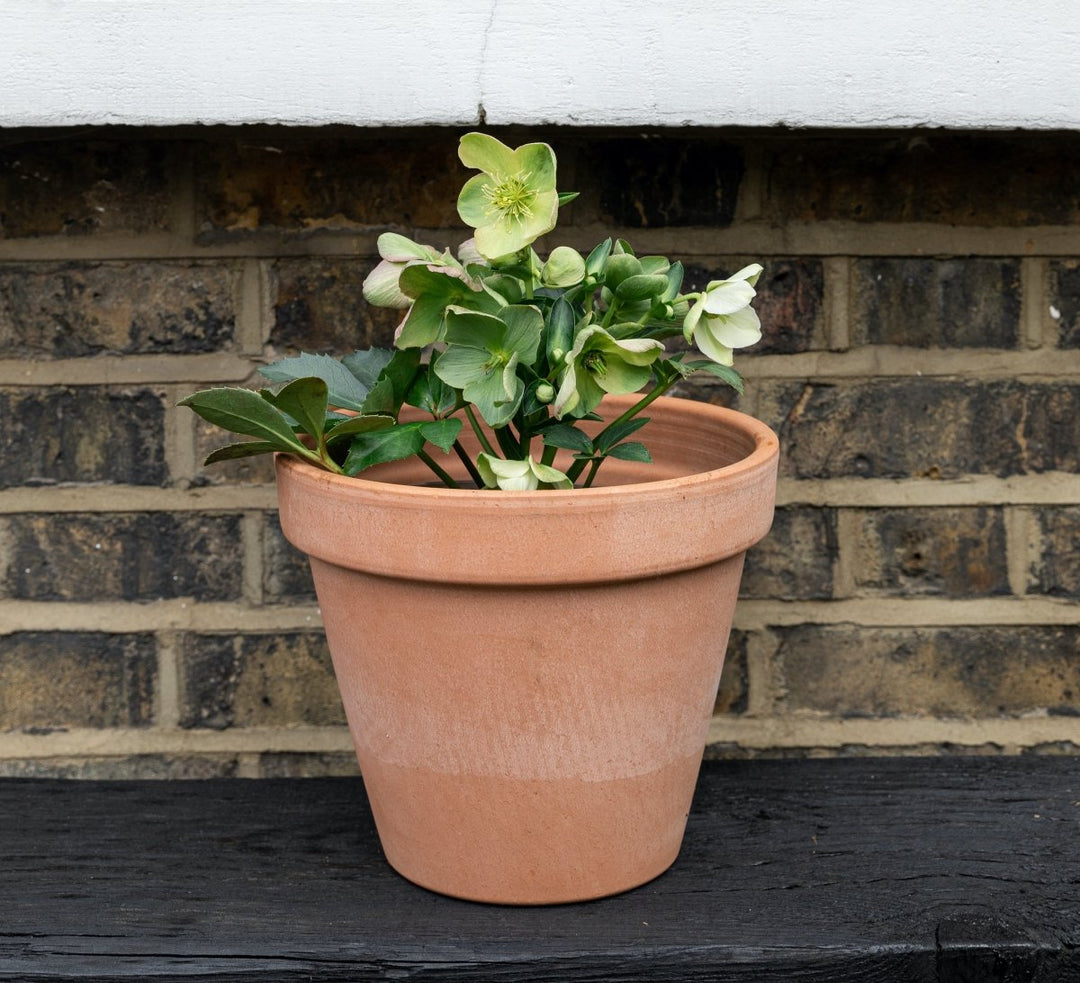 Pot Gardening | Plant Drop