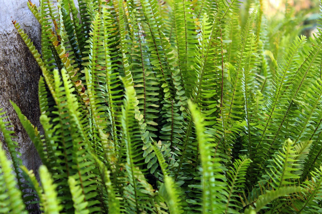 The Fernery | Plant Drop