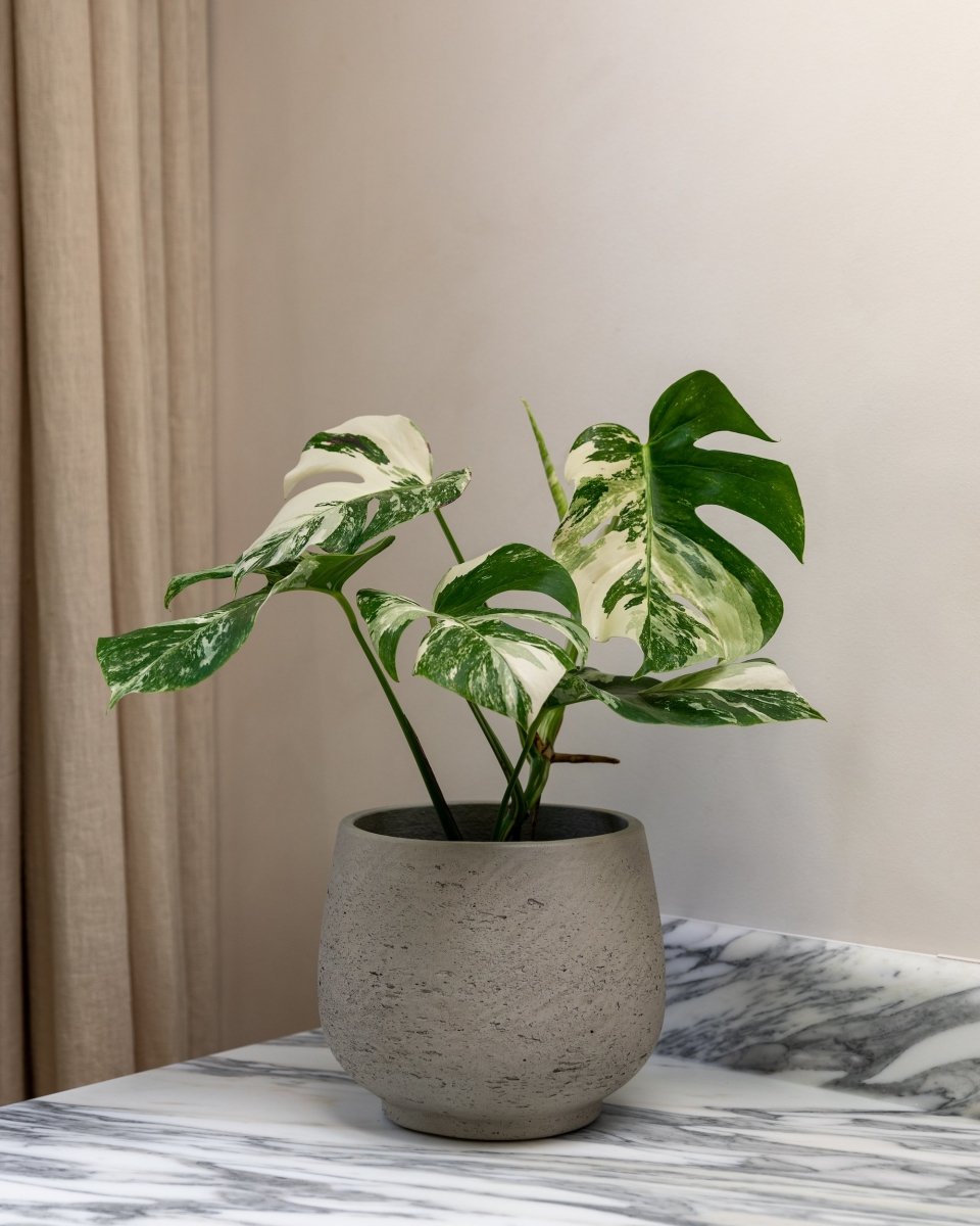 The Sunday Times 'The five best indoor house plants to buy now' | Plant Drop