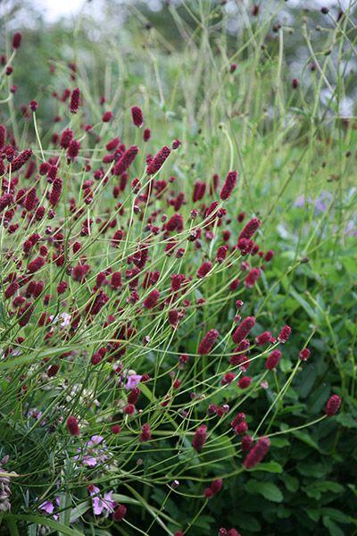 The Telegraph's 'New Plants To Refresh Your Borders' Collection | Plant Drop