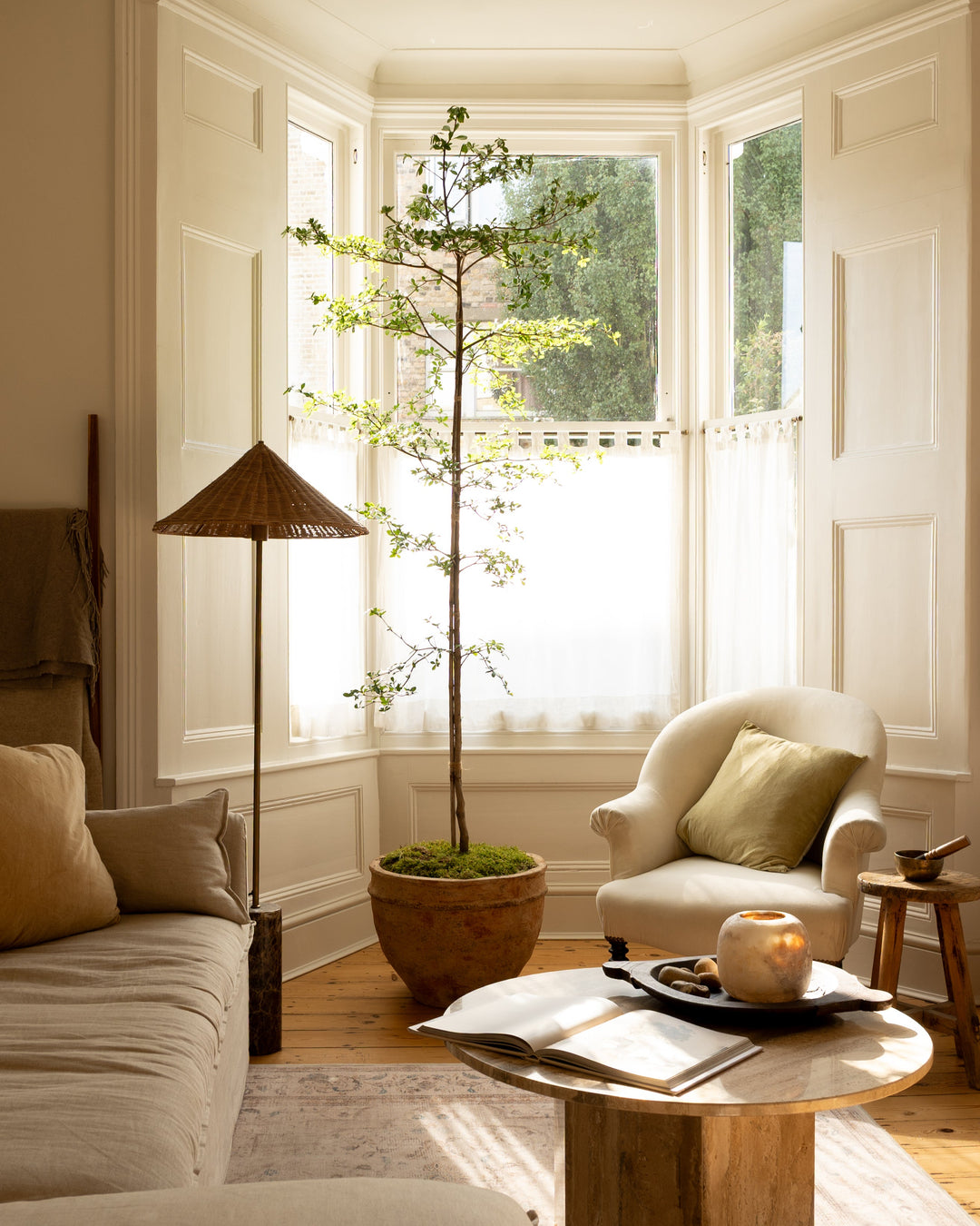 black olive indoor plant Black Olive Tree