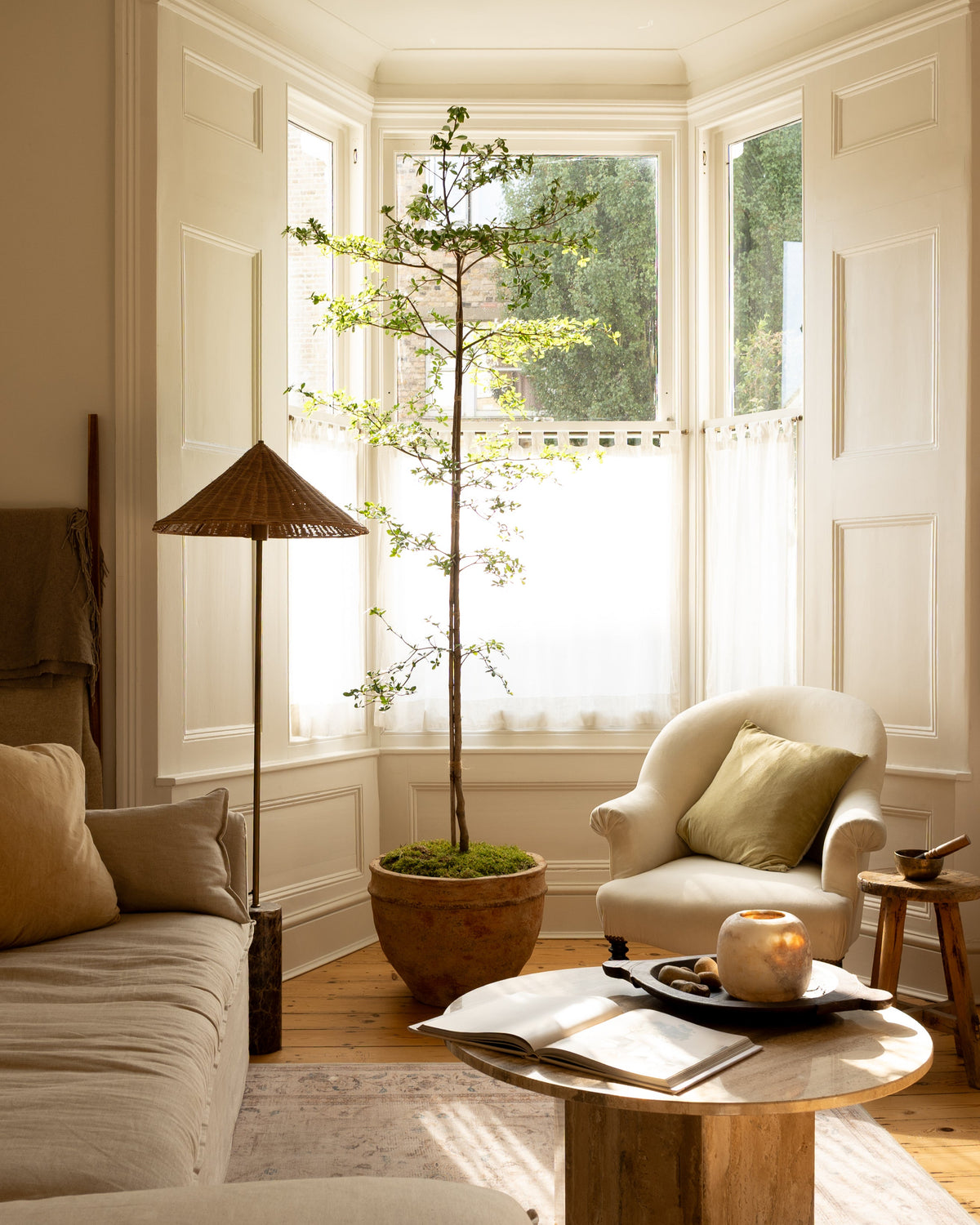 Black Olive Tree