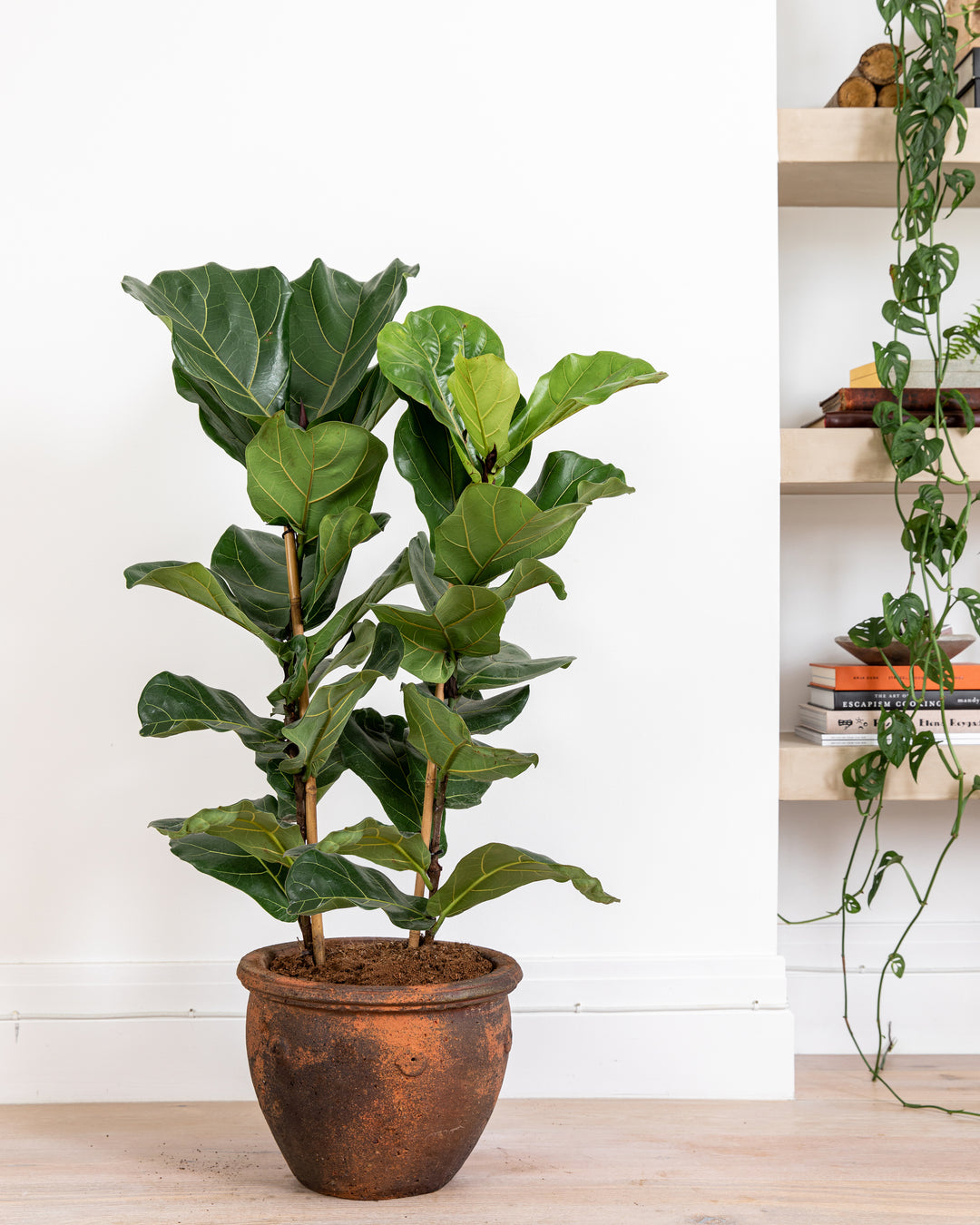 Fiddle-Leaf Fig Bush