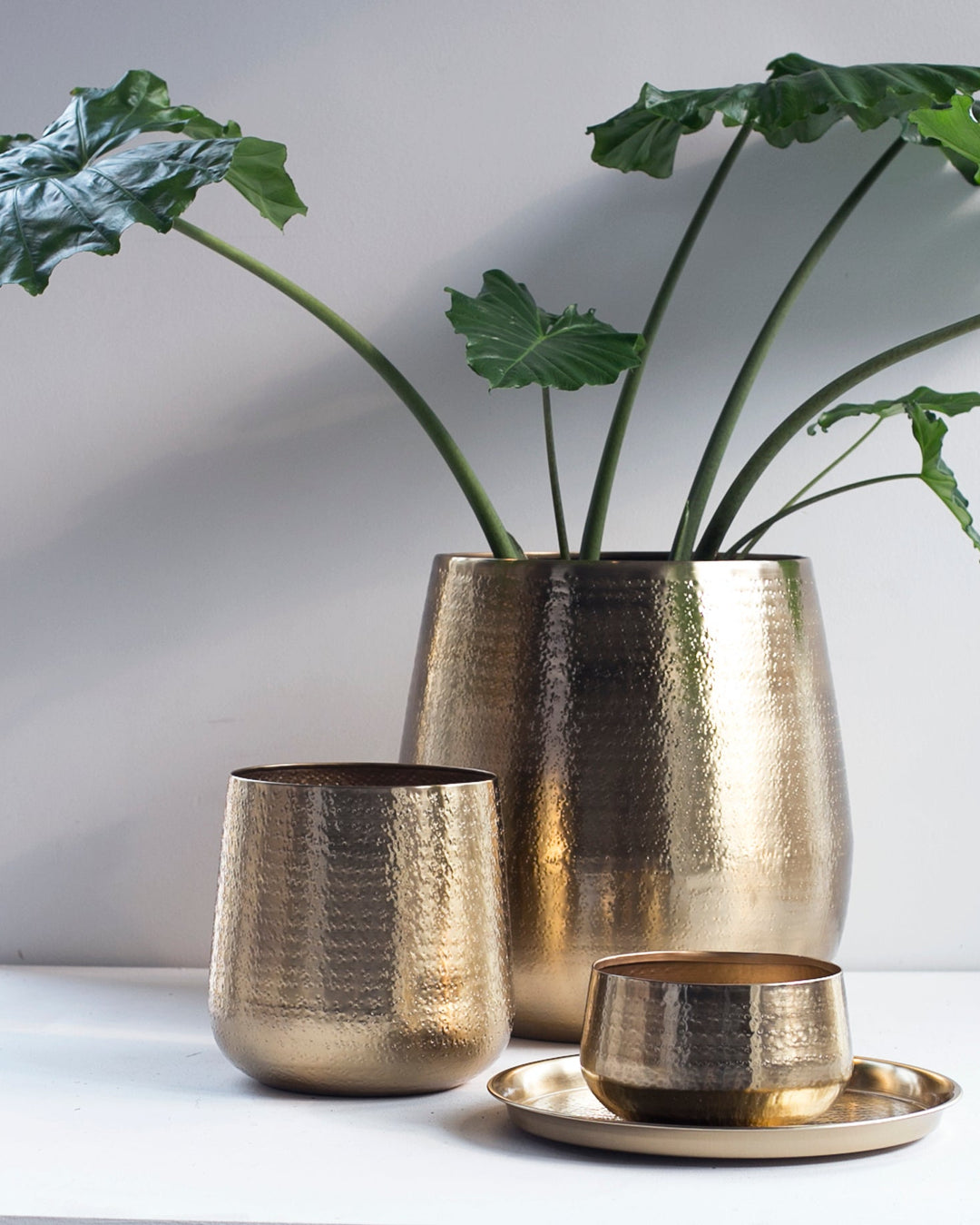 Set of gold metallic vases with a plant on a white surface
