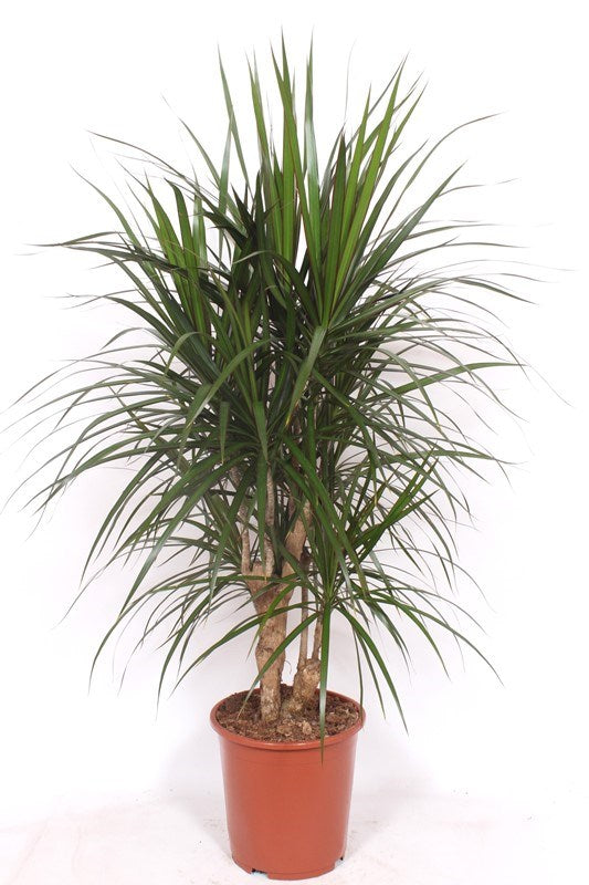 Potted plant with long green leaves on a white background