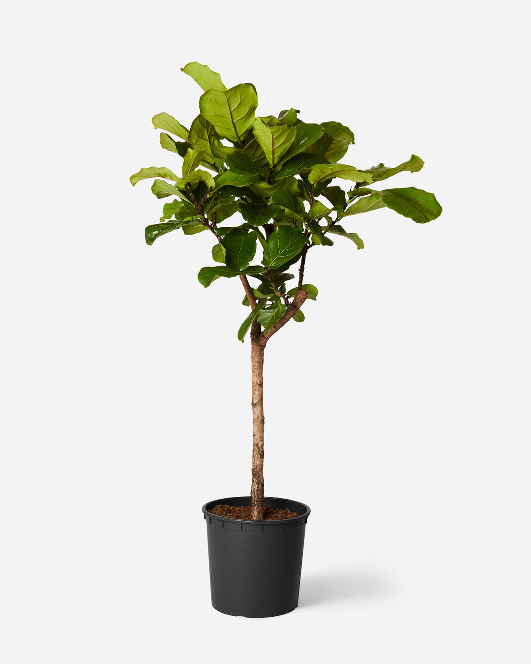 Fiddle-Leaf Fig Tree