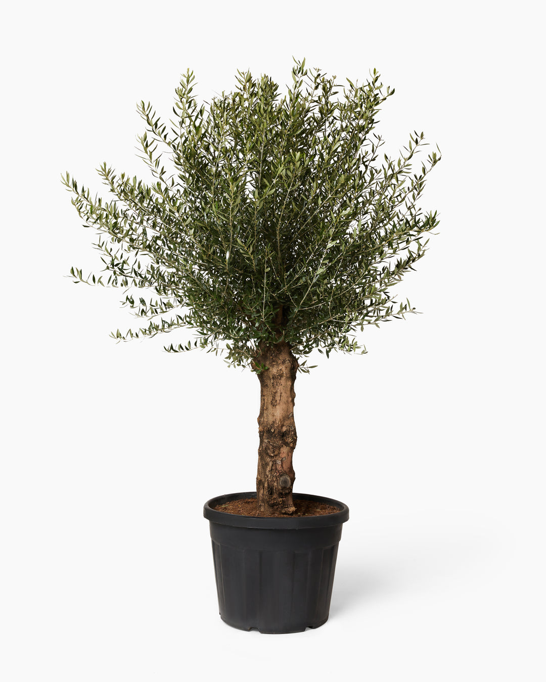 Ancient Olive Tree