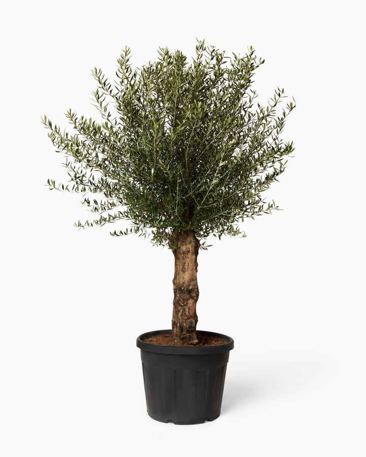 Ancient Olive Tree