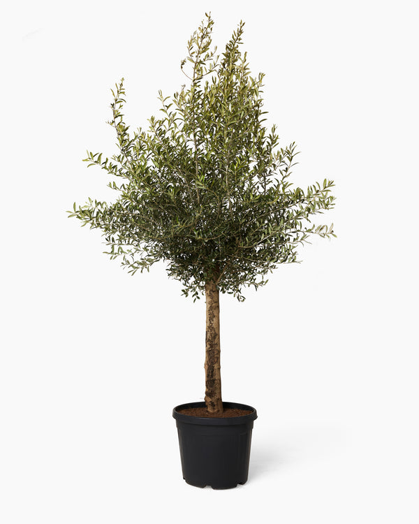 Mature Olive Tree