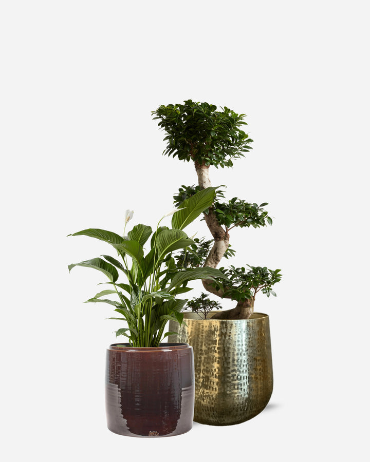 Luxe 5 Piece Ready-Planted Collection