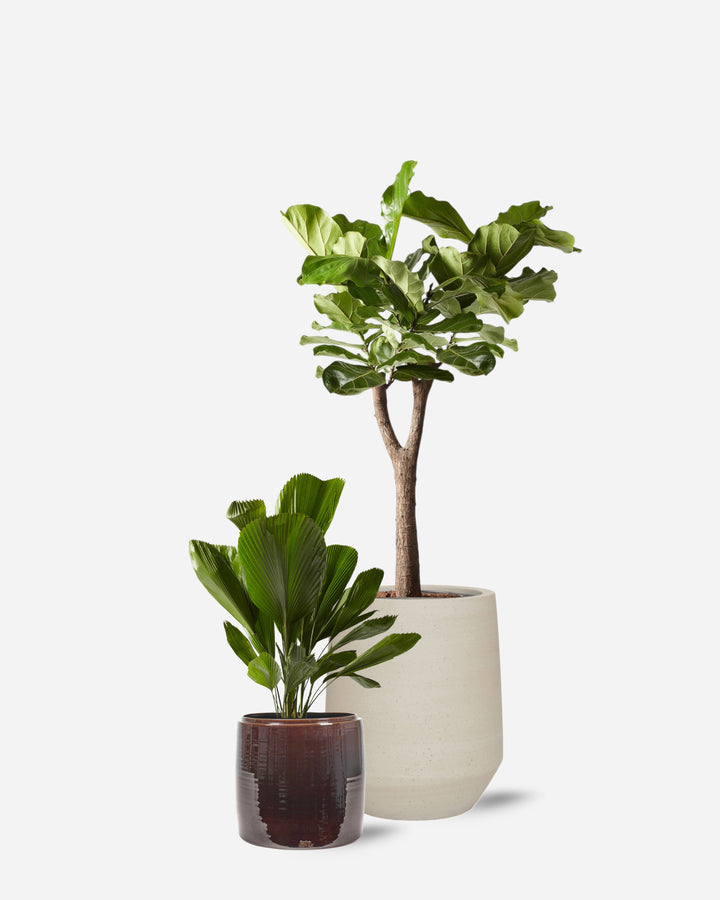 Luxe 5 Piece Ready-Planted Collection