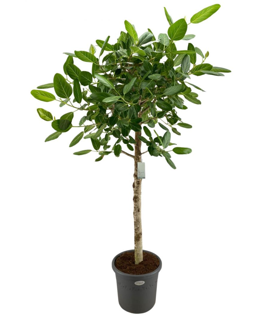Bengal Fig Tree