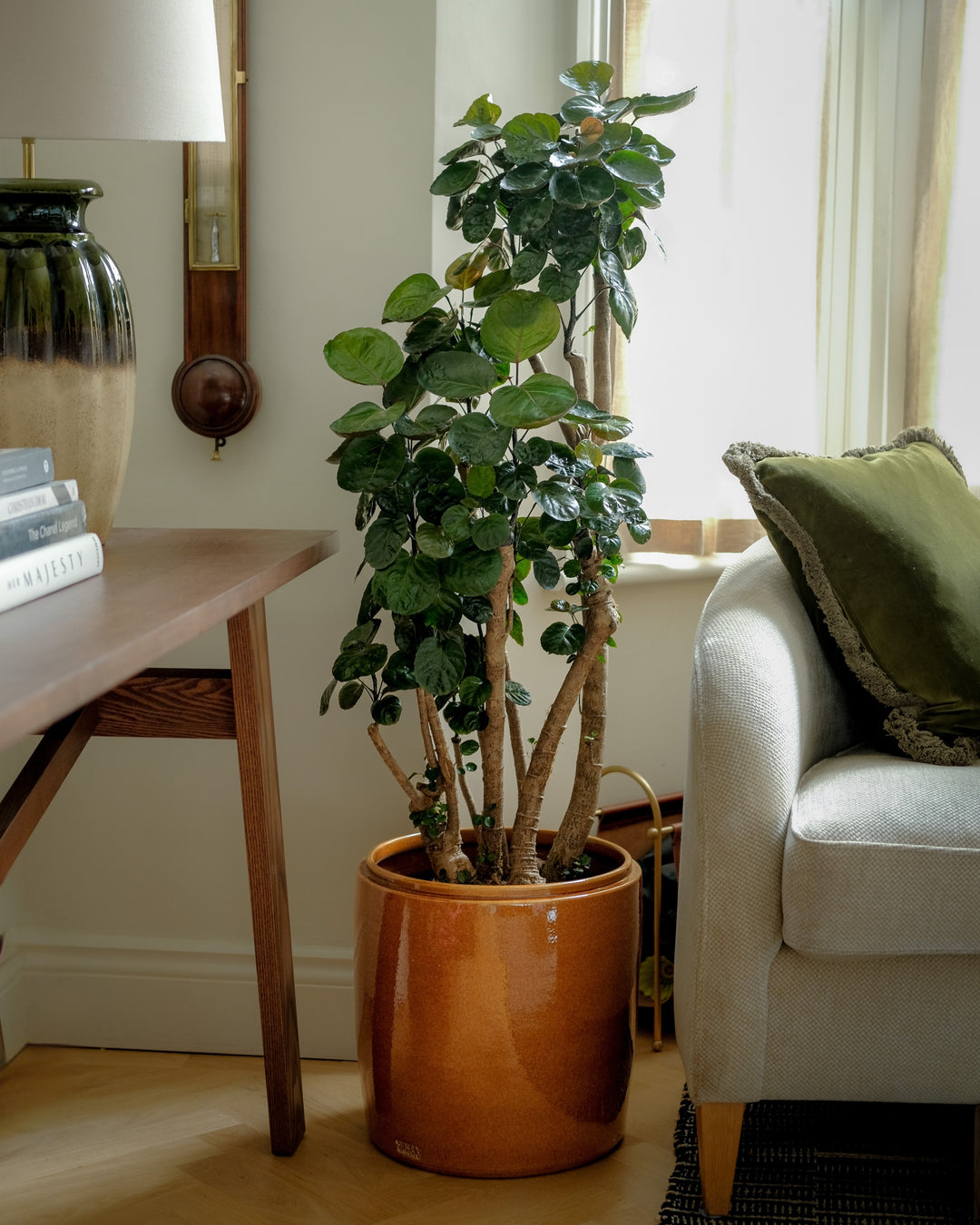 Shade Aralia