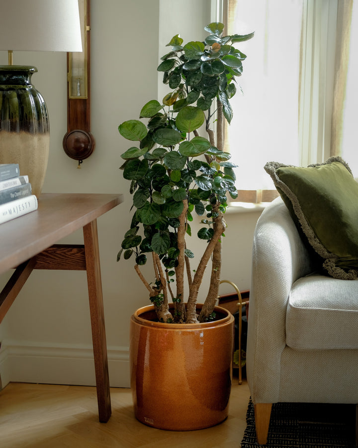 Shade Aralia