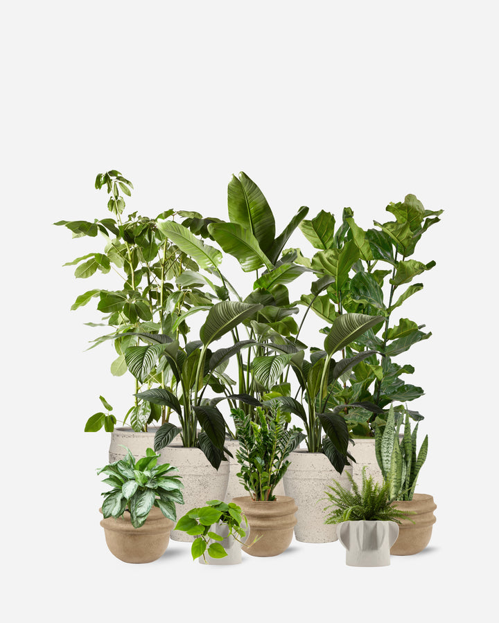 Natural 10 Piece Ready-Planted Collection
