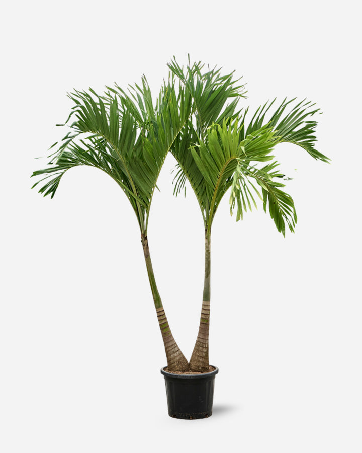 Veitchia Palm