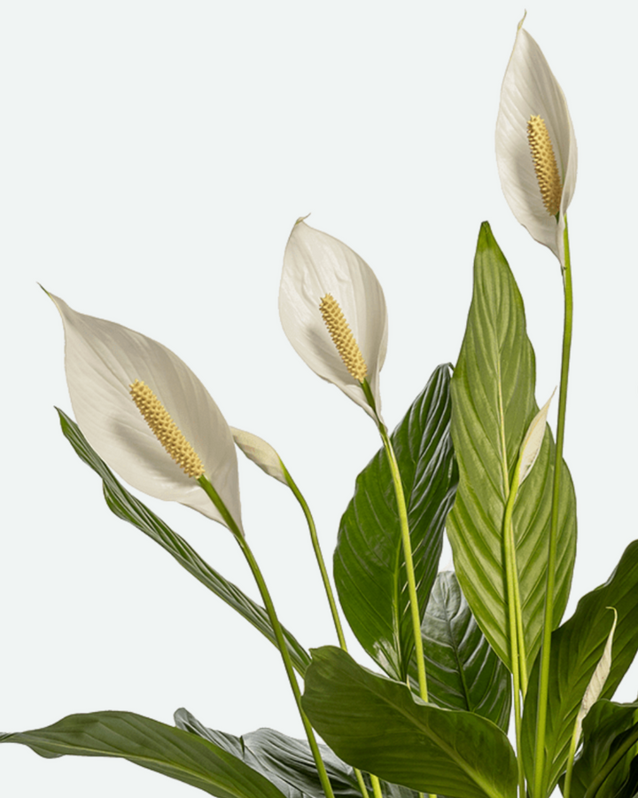 Peace lily plant with white flowers and green leaves on a light gray background