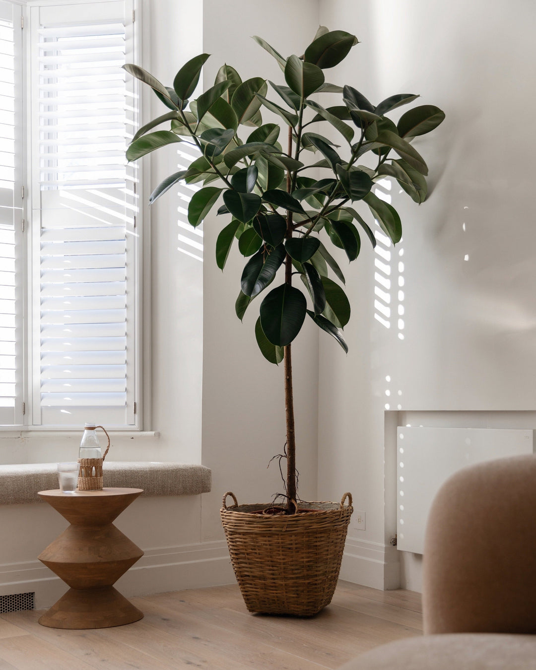 indoor rubber plant large Thin Stem Rubber Trees