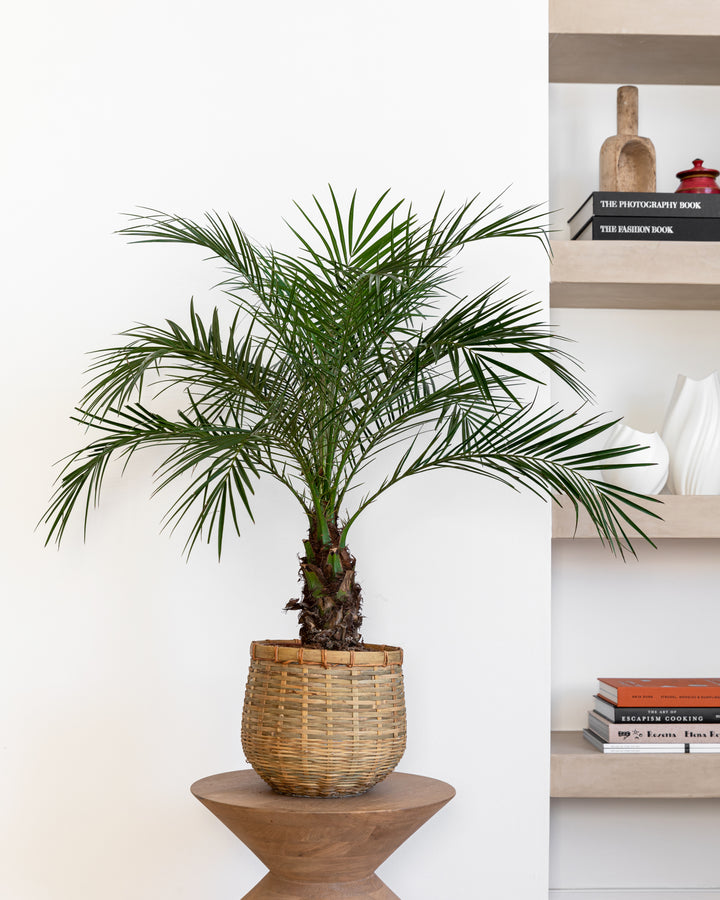 Miniature Date Palm