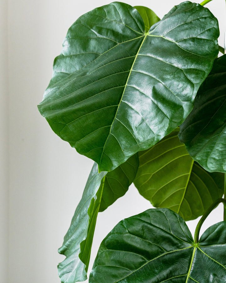 Paper-Leaf Tree