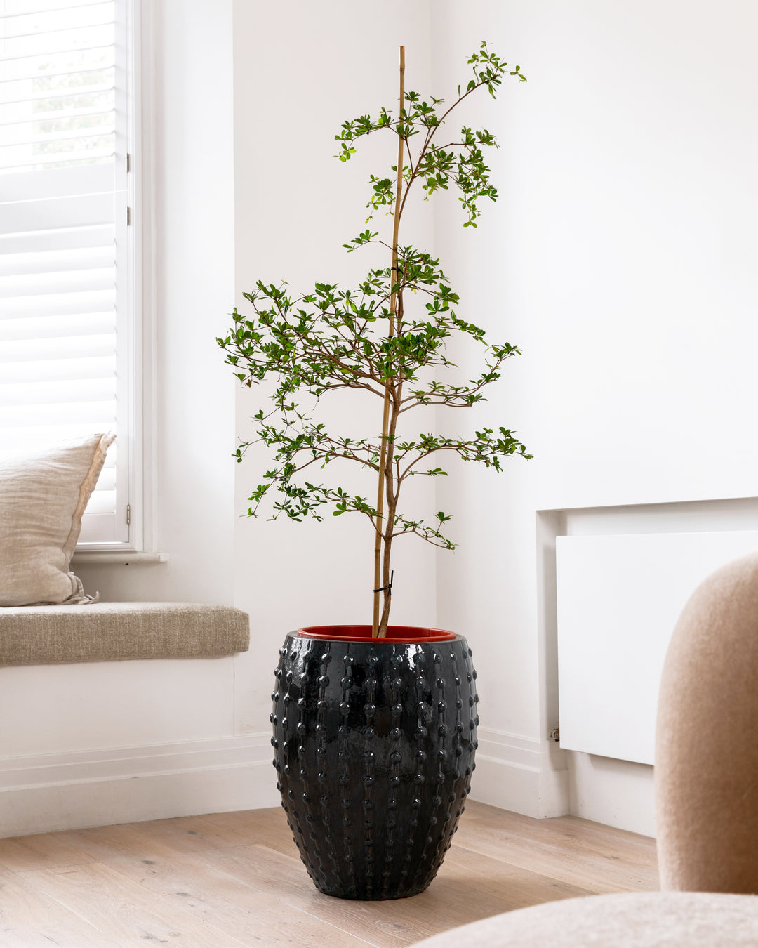 Black Olive Tree