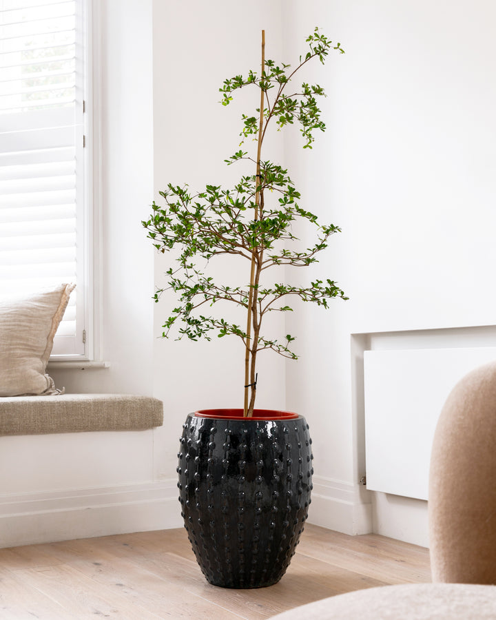 Black Olive Tree