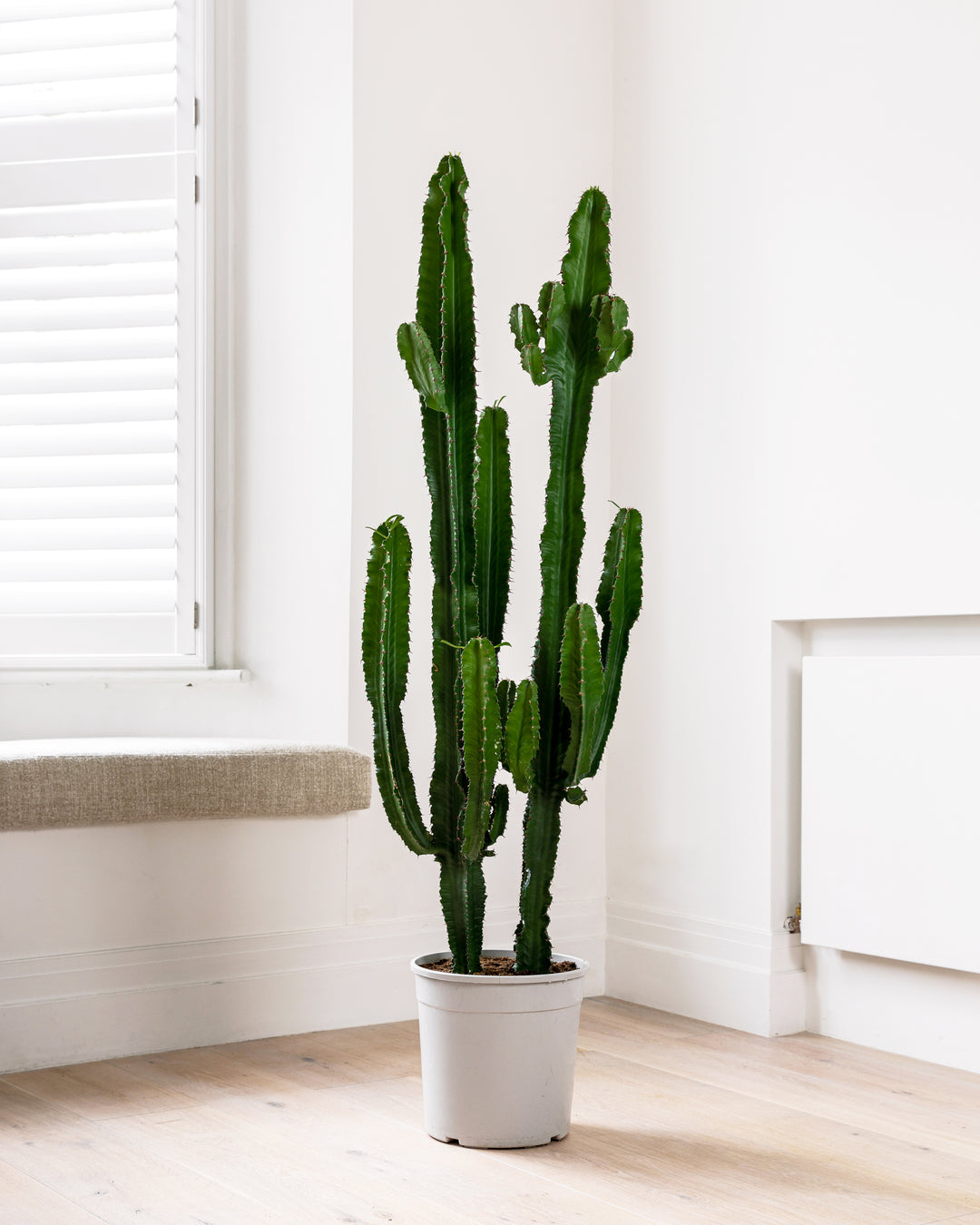 Desert Cactus