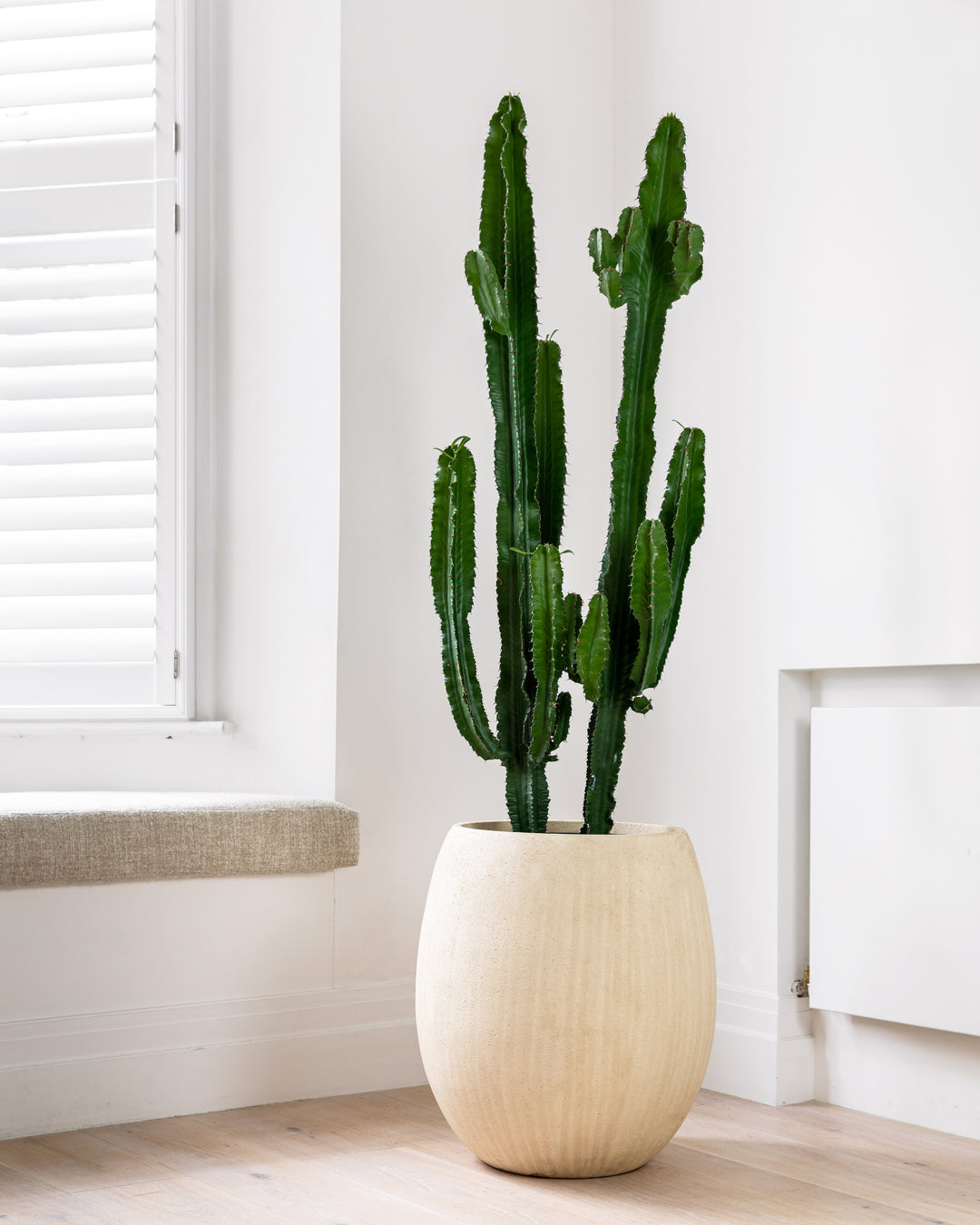 big cactus indoor plant Desert Cactus