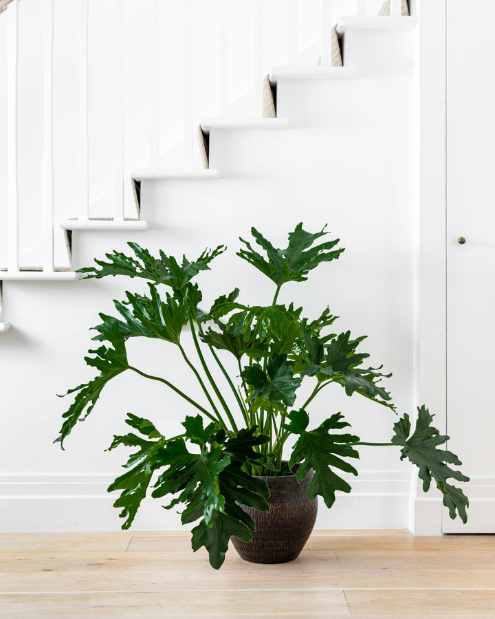 Tree Philodendron