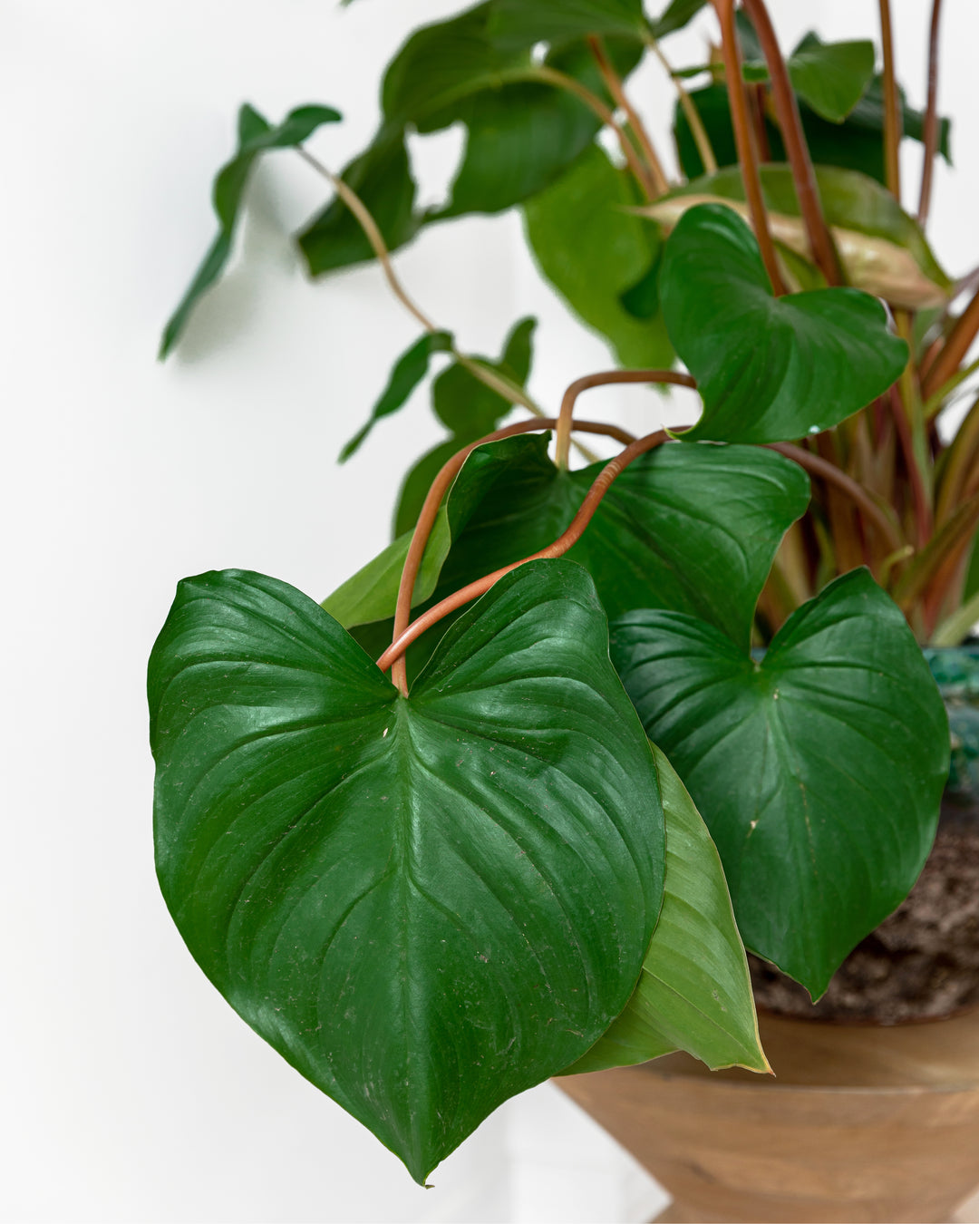 Homalomena Rubescens 'Maggy'