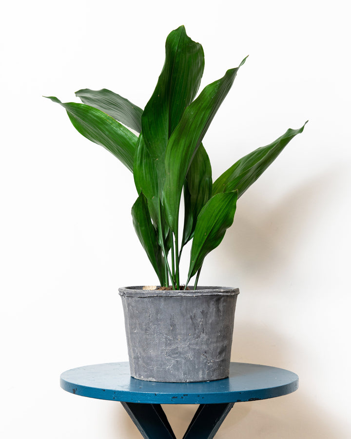 A potted cast iron plant with green leaves, placed on a round blue table against a white background.