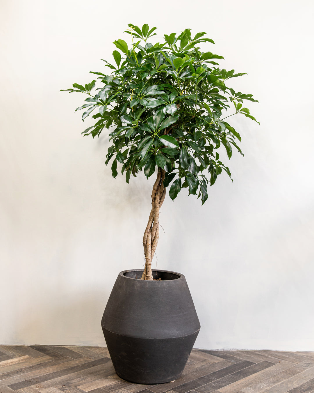 schefflera arboricola braid Twisted Stem Umbrella Tree, Schefflera Arboricola 'Compacta', Braided Stem – Plant Drop