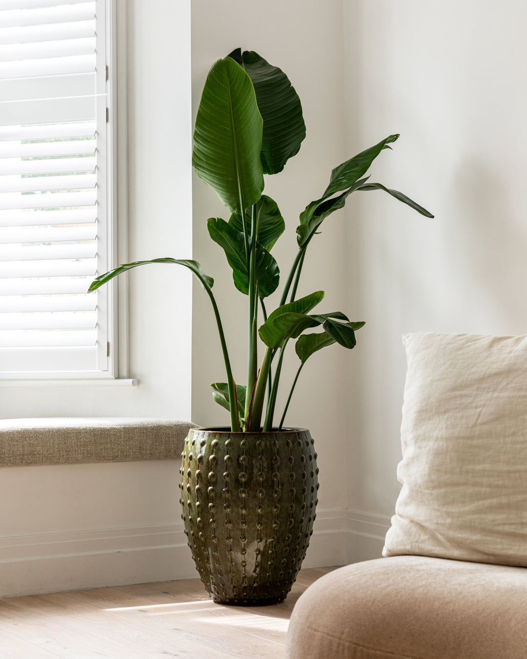Giant White Bird of Paradise