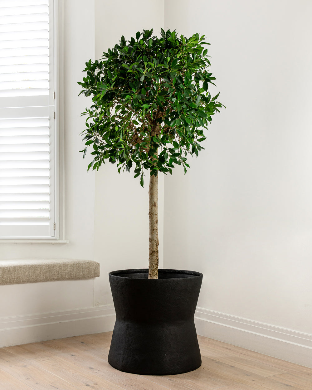 Indian laurel tree, Ficus microcarpa nitida, with a dense glossy canopy — Plant Drop