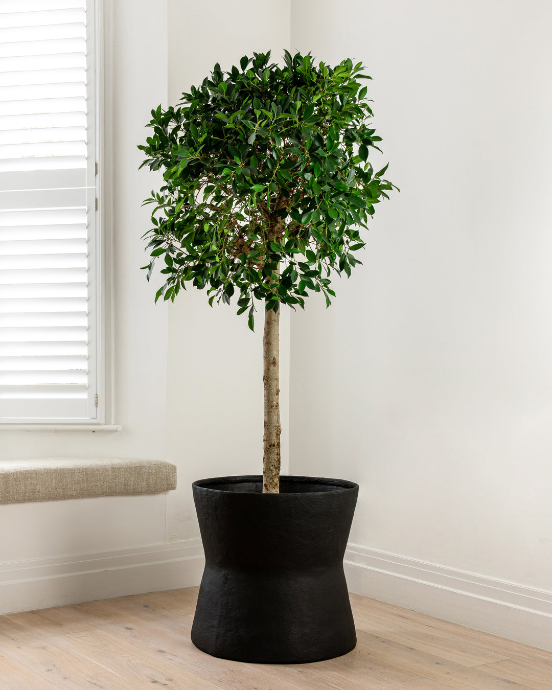 Indian laurel tree, Ficus microcarpa nitida, with a dense glossy canopy — Plant Drop