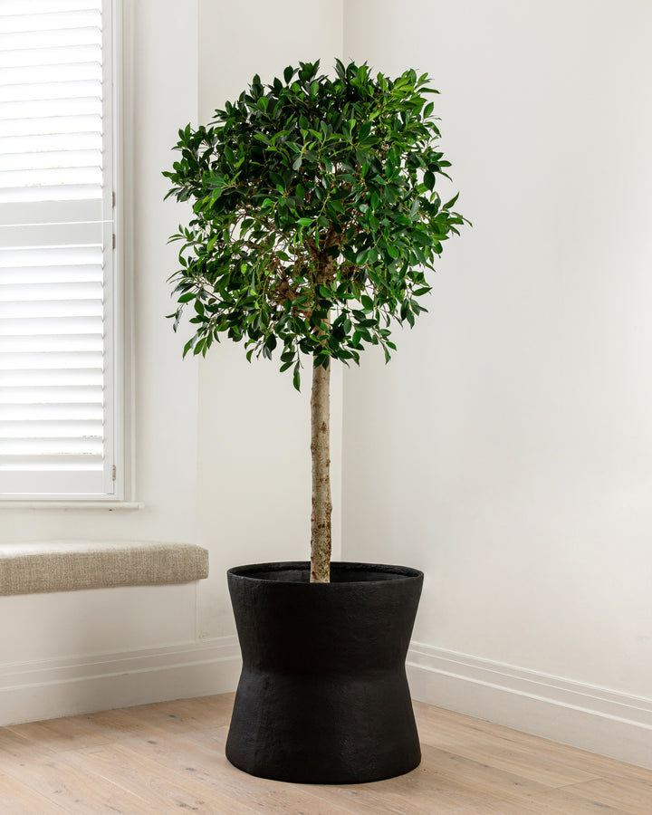 Indian laurel tree, Ficus microcarpa nitida, with a dense glossy canopy — Plant Drop