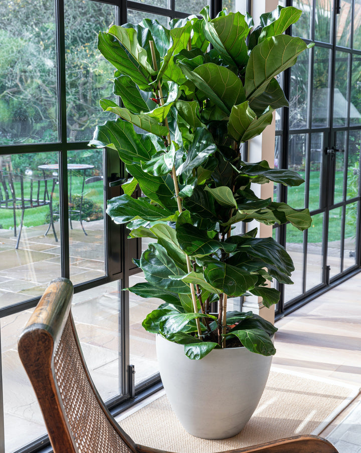 Refined Indoor Couple Planters