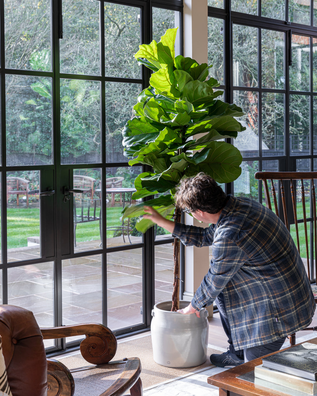 large indoor banana plant uk Banana Tree