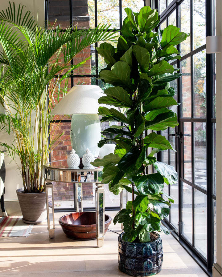 Living room with large windows, plants, and a couch.