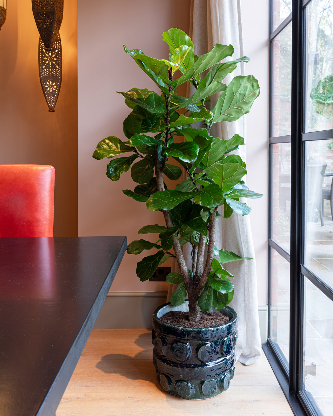 Branched Fiddle-Leaf Fig Tree